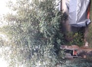 Prodavam Orev Drvo
