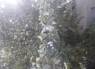Prodavam Orev Drvo