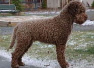 Кучиња Lagotto Romagnolo