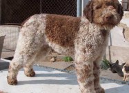 Кучиња Lagotto Romagnolo