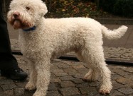Кучиња Lagotto Romagnolo