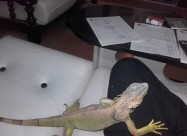 Iguana