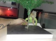 Iguana