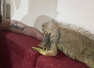 Iguana