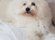 Pudlica