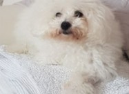 Pudlica