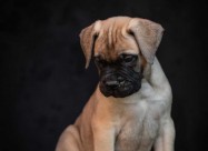 Odgajivačnica Bullmastiff-a 