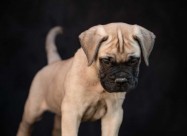 Odgajivačnica Bullmastiff-a 