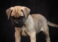 Odgajivačnica Bullmastiff-a 