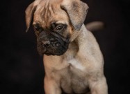 Odgajivačnica Bullmastiff-a 