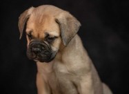 Odgajivačnica Bullmastiff-a 
