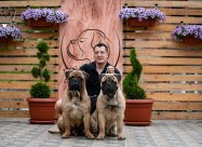 Odgajivačnica Bullmastiff-a 