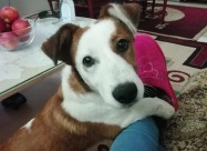 Prodavam Kuce Jack Russell