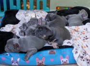 Beautiful French Bulldog Puppies For Sale.