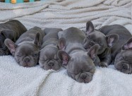 Beautiful French Bulldog Puppies For Sale.