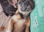 Francuski Buldog 