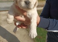 Kucinja Zlaten Retriver