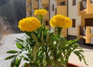 Izdavam Prekrasen Apartman Vo Mavrovo