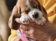 Beagle