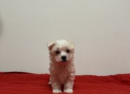 Maltezeri 