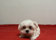 Maltezeri 