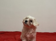 Maltezeri 