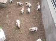 Prodavam Kucinja Od Rasata Epanjol Breton 078-636-