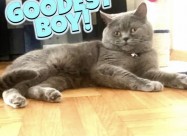 British Shorthair Blue 