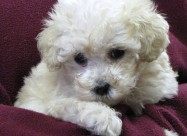 Pudlica