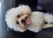 Pudlica