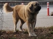 Шарпланинци
