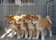Japanska Akita Inu