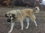 Poklonuvam Kangali Turski Ovcari
