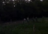 Prodacam Plac