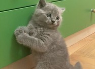Se Prodava Mace Od Roditeli Scottish Fold I Britis