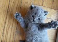Se Prodava Mace Od Roditeli Scottish Fold I Britis