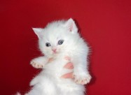Se Prodavaat Scottish Fold/straight Macinja Mace M