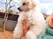 Pudla