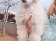 Pudla