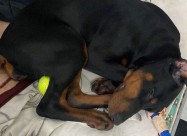 Elite Doberman
