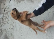 Pittbull Zenka