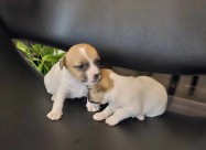 Kutrenca Jack Russell, Џек Расел - англиски териер