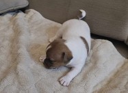 Kutrenca Jack Russell, Џек Расел - англиски териер
