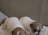 Kutrenca Jack Russell, Џек Расел - англиски териер