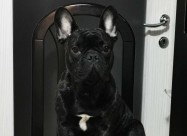 Francuski Bulldog