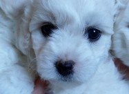 Бишон Фризе, Бишони, Bichon Frise кутриња за прода