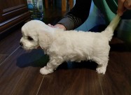Бишон Фризе, Бишони, Bichon Frise кутриња за прода