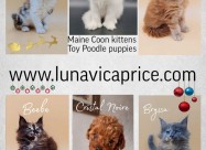 Mainecoon Vrhunski Macici Registrovanewcf Odgajiva