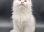 Mainecoon Vrhunski Macici Registrovanewcf Odgajiva