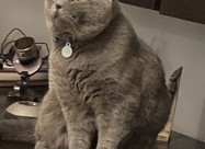 Barame British Shorthair Zenka Za Parenje